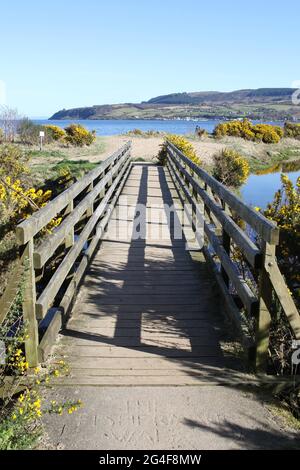 Ponte con ginestra in fiore giallo (Genista) sul sentiero escursionistico per la spiaggia vicino a Brodick, Isola di Arran, Sotland, Regno Unito Foto Stock