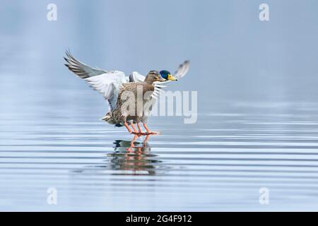 Mallard (Anas platyrhynchos) femmina che atterra in un lago, Baviera, Germania Foto Stock