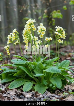 Vero oxlip (Primula elatior), fioritura, Parco Nazionale di Hainich, Turingia, Germania Foto Stock