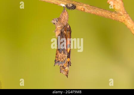 Piccola tartaruga (Aglais orticae), cova di pupa, Siegerland, Renania Settentrionale-Vestfalia, Germania Foto Stock