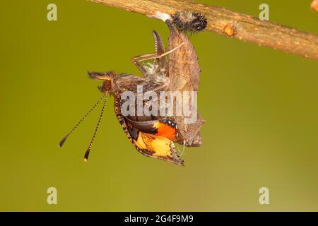 Piccola tartaruga (Aglais orticae), cova di pupa, Siegerland, Renania Settentrionale-Vestfalia, Germania Foto Stock