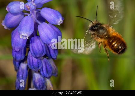 L'ape rossa arrugginita (Osmia bicornis) si avvicina al giacinto d'uva (Muscari armeriacum), Baden-Wuerttemberg, Germania Foto Stock
