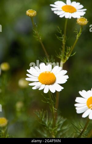 Primo piano dei fiori e delle gemme della camomilla tedesca di fronte a sfondo sfocato Foto Stock