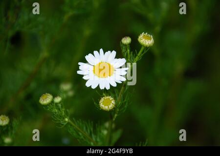 matricaria chamomilla in piena fioritura nel giardino delle erbe medicinali e nella stagione primaverile Foto Stock