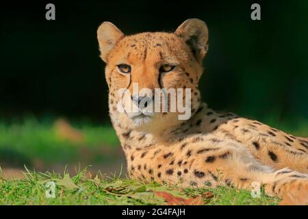 Ghepardo (Achinonyx jubatus), adulto, ritratto, allerta, prigioniero Foto Stock