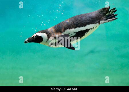 Pinguino africano (Speniscus demersus), adulto, in acqua, nuoto, in cattività, Sudafrica Foto Stock