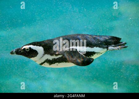 Pinguino africano (Speniscus demersus), adulto, in acqua, nuoto, in cattività, Sudafrica Foto Stock