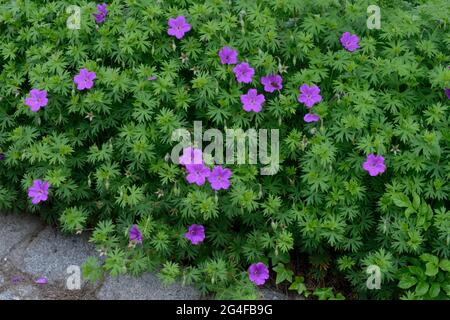 Geranio piccolo mostro, Cranesbill, fioritura Foto Stock