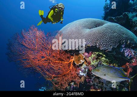 Fotomontaggio, ventaglio annodato (Melithaea ochracea) rosso trevalmente (Caranx melampygus) e coralli di pietra (Scleractinia), Wakatobi Dive Resort Foto Stock