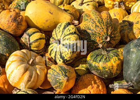 Zucche (Cucurbita) zucche commestibili e ornamentali di diverse varietà in una stalla, alta Baviera, Baviera, Germania Foto Stock