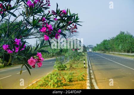 Autostrada nazionale dell'India con fiori e foglie verdi che entrano nel telaio da sinistra, cielo blu sopra. Immagine stock. Foto Stock