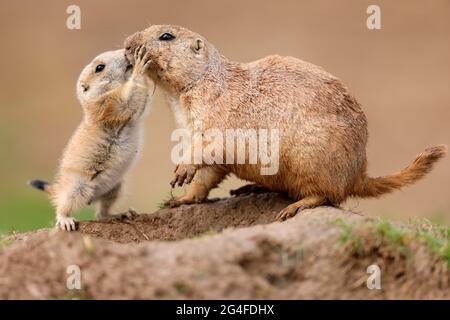 Cane di Prairie dalla coda nera (Cynomys ludovicianus) giovane con adulto al burrow, Germania Foto Stock