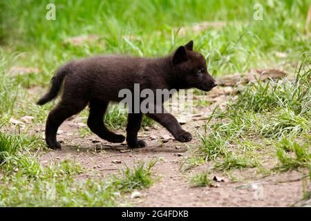 Timberwolf, lupo americano (Canis lupus occidentalis), prigioniero, cucito in un prato, Germania Foto Stock