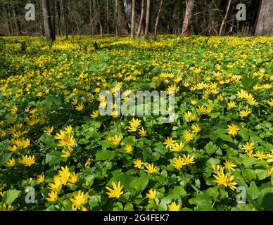 Minore celandina (ficaria verna), tappeto di fiori nella foresta, Nord Reno-Westfalia, Germania Foto Stock