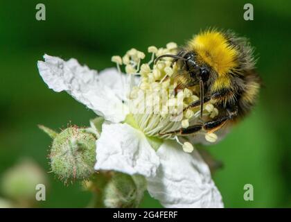 Arnside, Milnthorpe, Cumbria, Regno Unito. 21 Giugno 2021. Un bumblebee si immerse in un fiore blackberry ad Arnside, Cumbria, Regno Unito. Credit: John Eveson/Alamy Live News Foto Stock