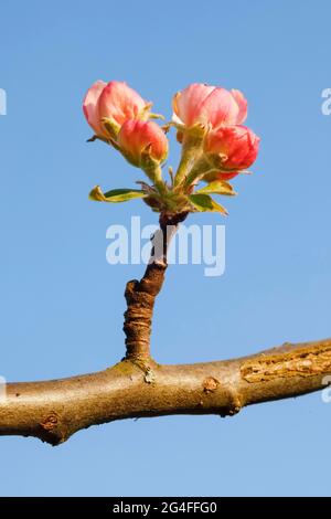 Primo piano di boccioli di fiori di mela contro il cielo blu, Svizzera Foto Stock