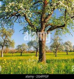 Alberi di pera fioriti in primavera alla luce della sera, Zuercher Oberland, Svizzera Foto Stock