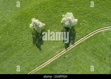 Due alberi di pera in fiore in primavera in un prato verde accanto a un sentiero campo da una vista a volo d'uccello, vicino a Neuheim, nel cantone di Zug, Svizzera Foto Stock