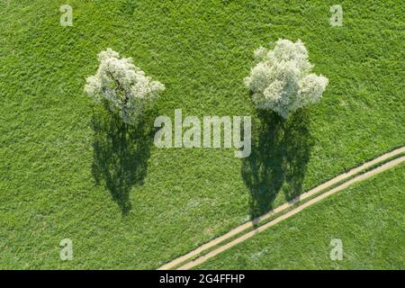 Due alberi di pera in fiore in primavera in un prato verde accanto a un sentiero campo da una vista a volo d'uccello, vicino a Neuheim, nel cantone di Zug, Svizzera Foto Stock