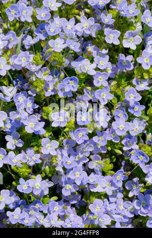 Primo piano della sottile speedwell (Veronica filiformis), Svizzera Foto Stock