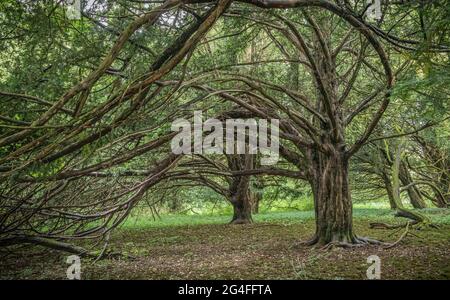 Antico albero di tasso, New Forest Foto Stock