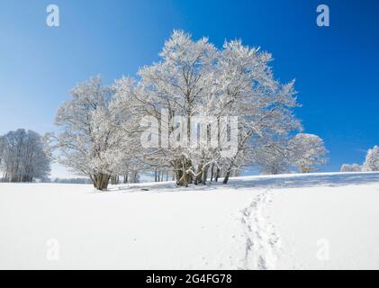 Piste per racchette da neve in un paesaggio innevato con faggi sotto il cielo blu a Neuchatel Jura, Svizzera Foto Stock