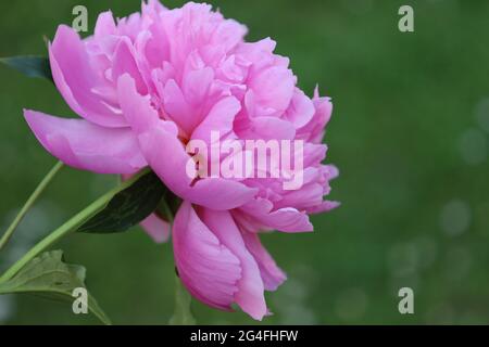 Bonn Germania Giugno 2021 pony rosa in fiore contro sfondo verde in luce solare Foto Stock