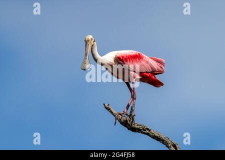 Spatola Roseate per adulti appollaiata sul ramo dell'albero Foto Stock