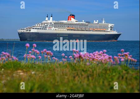 Il transatlantico di Cunard Queen Mary 2 in uscita su Southampton Water, incorniciato da una mostra in primo piano di Sea Thrift a Calshot Spit - Maggio 2020 Foto Stock