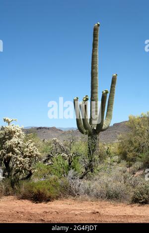 Un grande cactus di Saguaro 6 armato nel deserto in Arizona, America contro un cielo blu chiaro. Foto Stock