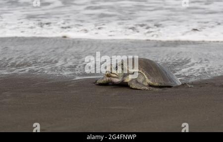 Olive Ridley (Lepidechelys olivacea) tartaruga marina lasciando l'Oceano Pacifico a Playa Ostional Costa Rica per deporre le uova. Foto Stock