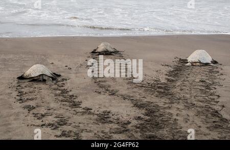 Olive Ridley (Lepidechelys olivacea) tartarughe marine che ritornano nell'Oceano Pacifico dopo aver deposto le uova a Playa Ostional, Costa Rica Foto Stock