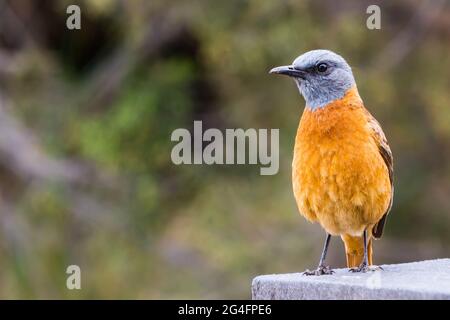 Solitario maschio cape rock thrush (Monticola rupestris) in piedi su una roccia nel Marakele National Park, Sud Africa con sfondo sfocato Foto Stock