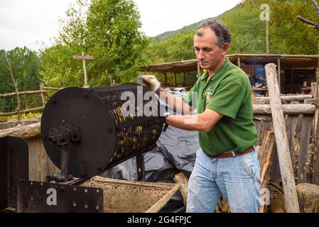 Joaquim Solé cucina le castagne al Viladrau Chestnut Handling Centre (Osona, Catalogna, Spagna) ESP: Joaquim Solé, en el Centro de la Castaña Foto Stock