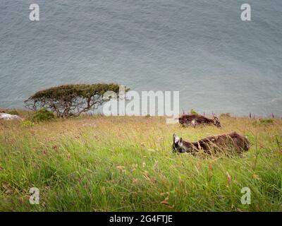 Le capre feriche pascolano sul ripido pendio che domina il mare sulla costa nord aspro del Devon. NB il blu nella foto è onde, non cielo! Foto Stock