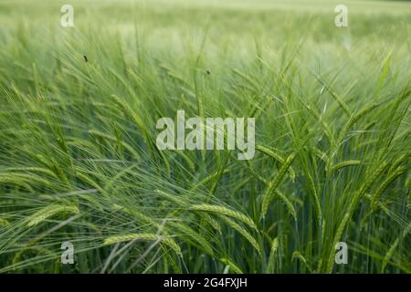 Orzo su terreni agricoli nello Shropshire il 6 giugno 2021 a Ludlow, Regno Unito. L'orzo, un membro della famiglia dell'erba, è un grano di cereale importante coltivato in climi temperati globalmente. È stato uno dei primi grani coltivati, in particolare in Eurasia già 10,000 anni fa. Foto Stock