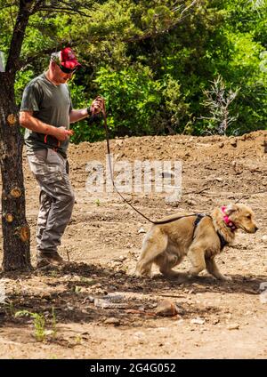 Allenatore maschile che utilizza collari per scosse elettriche con il cane Golden Retriever in laboratorio di prevenzione dei serpenti Foto Stock