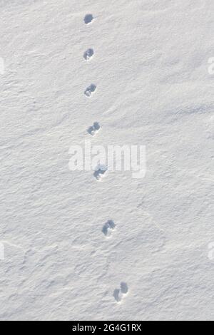 Primo piano di impronte da stoat / donnola a coda corta / ermine (Mustela erminea) nella neve in inverno Foto Stock
