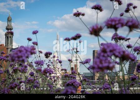 Il giardino pensile Hachette si affaccia sul Tamigi a Londra, Inghilterra Foto Stock