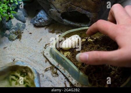 Uovo rettile nel terrario. Il geco posato un uovo. Uova di deposizione di lucertola. Abitazione del rettile domestico. Foto Stock