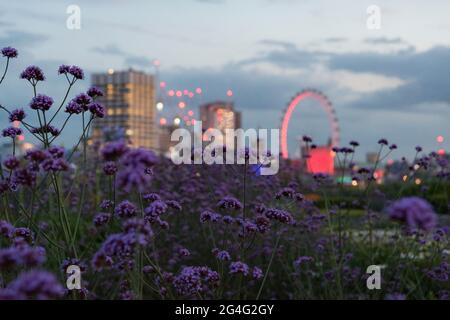 Il giardino pensile Hachette si affaccia sul Tamigi a Londra, Inghilterra Foto Stock