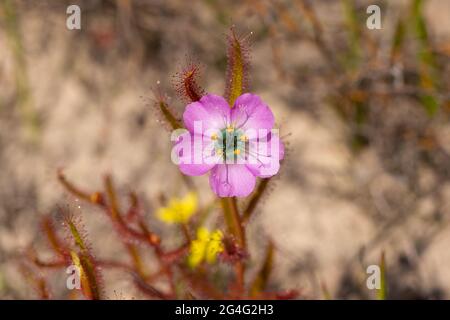 Fiore rosa di Drosera cistiflora, una pianta carnivora, visto in habitat naturale vicino a VanRhynsdorp nel capo occidentale del Sudafrica Foto Stock