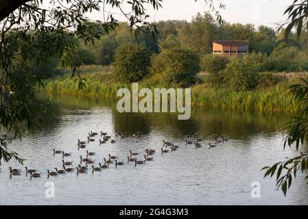 Un gregge di oche canadesi sul fiume Lee di fronte a un uccello nascosto nel Lee Valley Country Park vicino Waltham Abbey in Essex Foto Stock