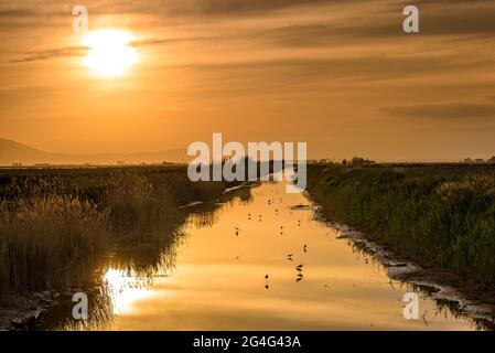 Palafitte alate nere (Himantopus himantopus) in un canale di drenaggio del delta dell'Ebro al tramonto (Tarragona, Catalogna, Spagna) Foto Stock