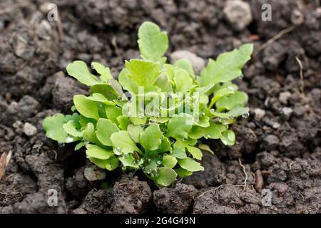Papaver rhoeas 'Shirley Poppy'. Shirley cuccioli di papavero seminato direttamente in un cerotto di fiori. REGNO UNITO Foto Stock