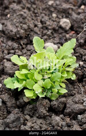 Papaver rhoeas 'Shirley Poppy'. Shirley cuccioli di papavero seminato direttamente in un cerotto di fiori. REGNO UNITO Foto Stock