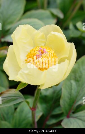 Peony Paeonia daurica subsp. Mlokosewitschii, chiamato anche Molly la peonia delle streghe. Foto Stock