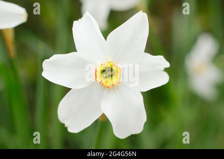 Narcissus poeticus; comunemente noto come narcisi del poeta o occhio del fagiano. Foto Stock