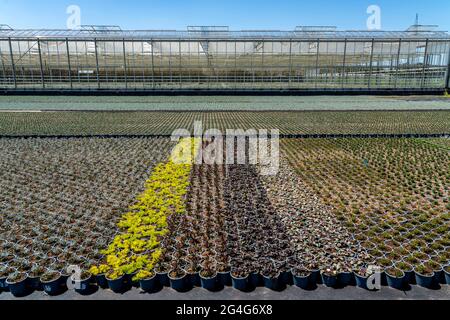 Settore florovivaistico, serra, e campo aperto, vari tipi di piante in vaso crescono qui per essere venduti nel commercio di fiori, supermercati, negozi fai da te, Foto Stock