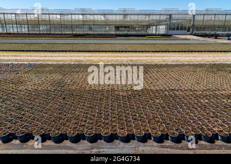 Settore florovivaistico, serra, e campo aperto, vari tipi di piante in vaso crescono qui per essere venduti nel commercio di fiori, supermercati, negozi fai da te, Foto Stock